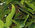 Nest, on Syzygium samarangense tree