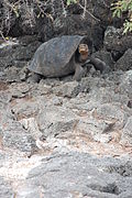 Lonesome george - the last of his race (2512516080).jpg