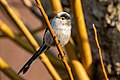 * Nomination Long-tailed tit (Aegithalos caudatus) perched on twigs. --Alexis Lours 21:46, 15 January 2022 (UTC) * Promotion  Support Good quality. --Poco a poco 22:32, 15 January 2022 (UTC)