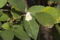 Wohlriechende Heckenkirsche (Lonicera fragrantissima)