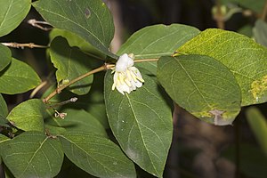 Lonicera.fragrantissima.7434.jpg