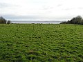 Lough Neagh at Back Lower - geograph.org.uk - 287038.jpg