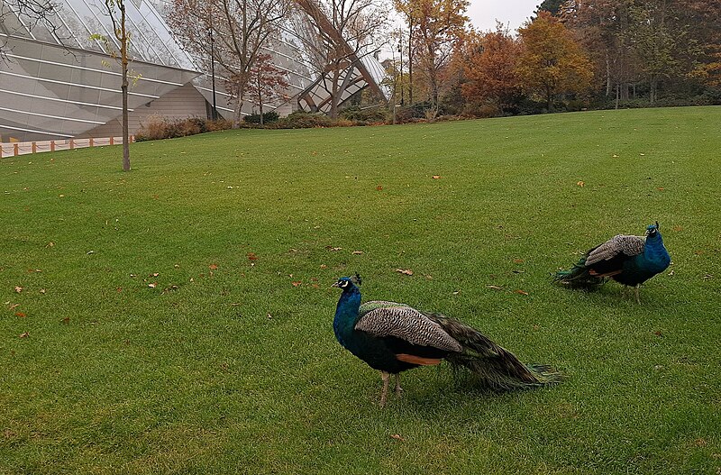 File:Louis Vuitton Foundation, with peacocks.jpg