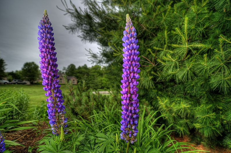 File:Lupine (4617842896).jpg