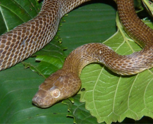 Lycodryas maculatus (Günther, 1858) жена от Анжуан (ZSM 40-2010) .png