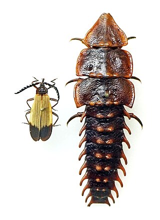 <i>Platerodrilus</i> Genus of beetles