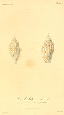 Lyria (gastropod) httpsuploadwikimediaorgwikipediacommonsthu