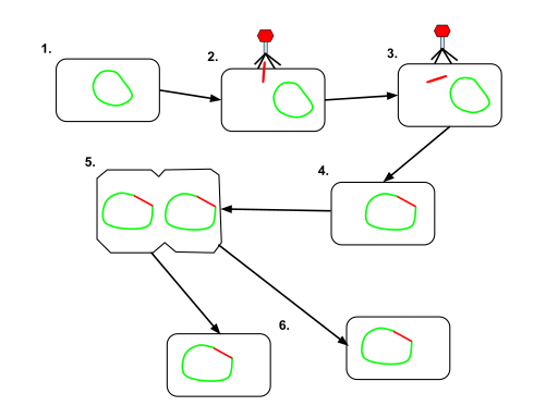 File:Lysogentic cycle diagram.svg