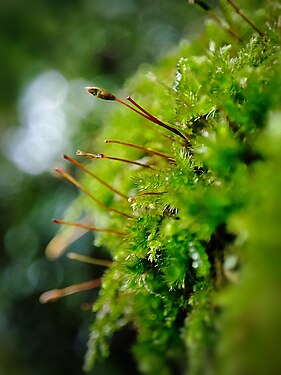 Macro photography of small plants.