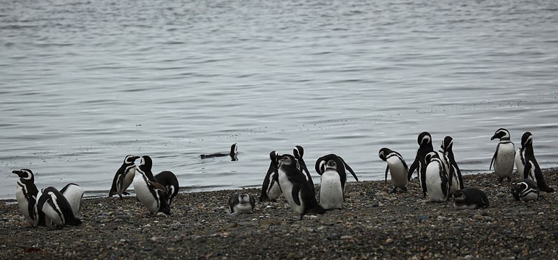 File:Magellanic Penguins at Otway Sound, Chile (5520688417).jpg