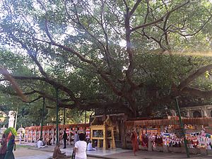 Bodhi Tree