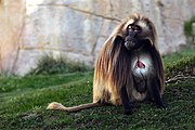 Male Gelada.jpg