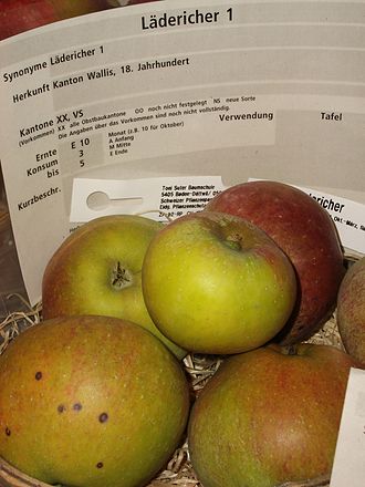 Signs of bitter pit beginning on one apple, lower left Malus-Ladericher1.JPG
