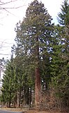 Sequoia on the L95 between Allrode and Stiege