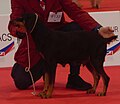 Maremma Hound, Short-haired, black & tan