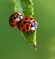 * Nomination Marienkäfer bei der Paarung auf Edelkastanie, Rheinland-Pfalz. --Fischer.H 07:33, 20 June 2021 (UTC) * Decline They're Harmonia axyridis. --Nefronus 08:01, 20 June 2021 (UTC)  Done --Fischer.H 08:13, 22 June 2021 (UTC)  Oppose Regarding the image, the subject is interesting, the focus is good enough (eyes are sharp), but DoF is somewhat low and there is some (chromatic) noise. Borderline for me at most, sorry. --Nefronus 08:07, 26 June 2021 (UTC)