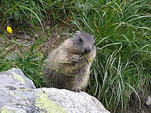 Tatra marmot during a meal Marmot young1.JPG