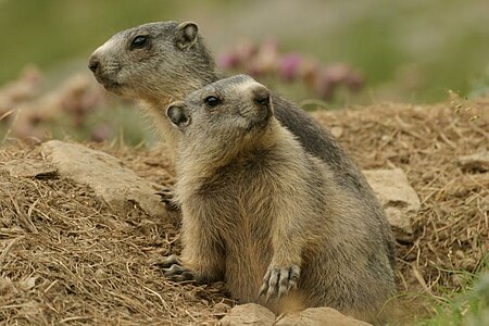 Tập_tin:Marmotte_des_Pyrénées.jpg