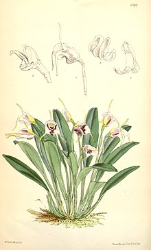 Masdevallia ionocharis - Curtis '102 (Seri 3 no. 32) pl. 6262 (1876) .jpg