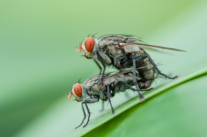 File:Mating flies - Happy Valentine's day - Flickr - Rushen.jpg