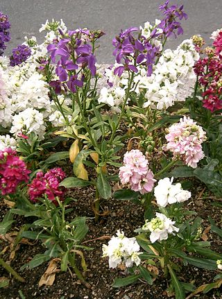 <i>Matthiola incana</i> Species of plant