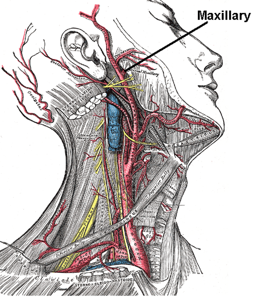 File:Maxillary artery.PNG