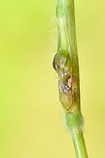 Mayetiola hellwigi on Brachypodium sylvaticum