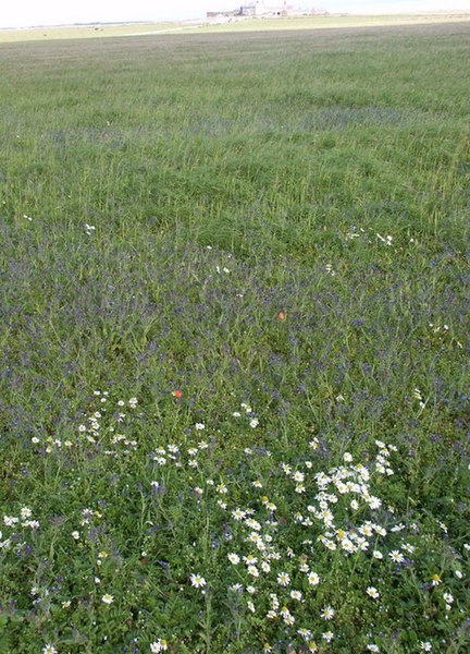 File:Meadow of wild flowers - geograph.org.uk - 1086406.jpg