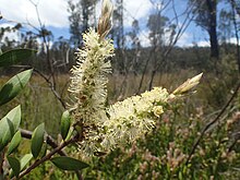 Melaleuca pallida yaprakları ve çiçekleri.jpg