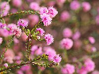 Melaleuca tuberculata