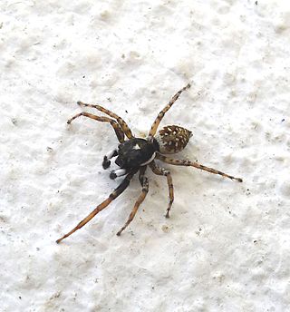 <i>Menemerus pallescens</i> Species of spider