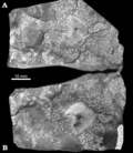 Miniatura para Chondrites