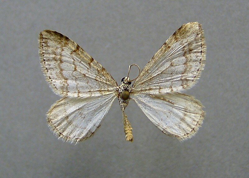 File:Mesotype verberata.jpg