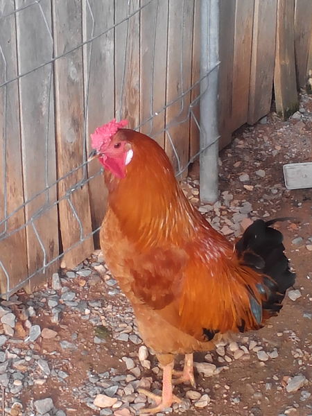 File:Mi gallo 2.jpg