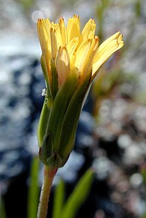 <i>Microseris douglasii</i> Species of flowering plant