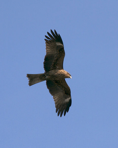 File:Milvus migrans lineatus Enoshima.jpg