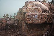 The Grand Canyon: Mule Deer and Cougar