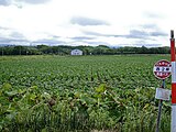 北海道道1000号沿いの西2線停留所より望む（2009年5月。バスは2019年4月1日廃止）