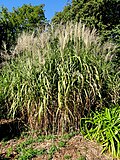 Thumbnail for Miscanthus floridulus