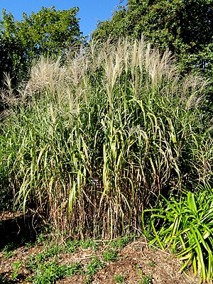 Miscanthus floridulus - J. C. Raulston Arboretum - DSC06206.JPG