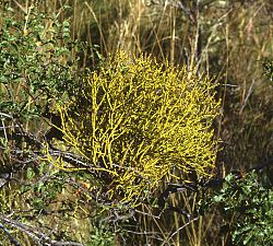 Misodendrum punctulatum loisii poimuetelänpyökillä (Nothofagus antarctica) Patagoniassa.