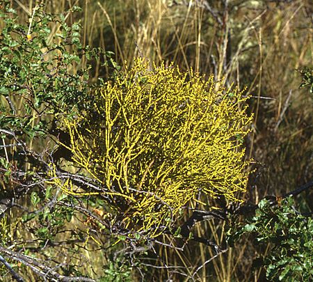 Misodendrum punctulatum