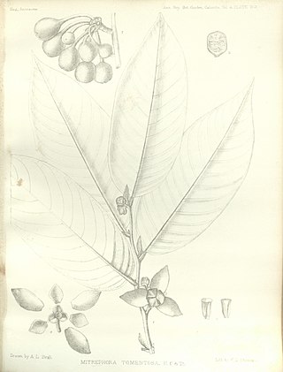 <i>Mitrephora tomentosa</i> Species of plant in the family Annonaceae