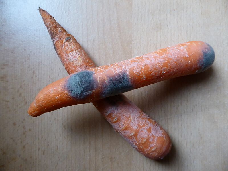 File:Mold-carrots.jpg