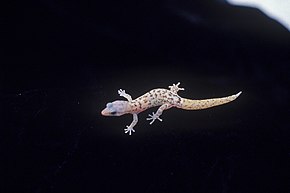 Descrição da imagem Monito gecko Salamanquita de Monito (5840026661) .jpg.