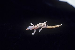 Monito gecko Species of reptile