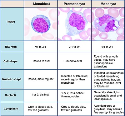 what does high monocytes mean in dogs