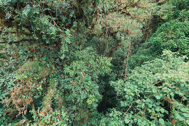 File:Monteverde Cloud Forest 01.jpg