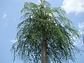 Moringa drouhardii, trovita precipe en la ekoregiono.