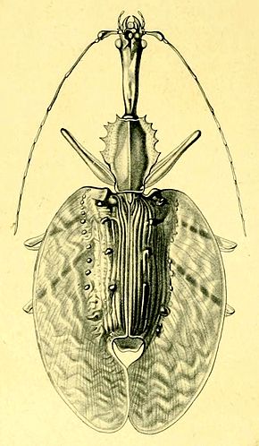 Описание изображения Mormolyce castelnaudi.JPG.